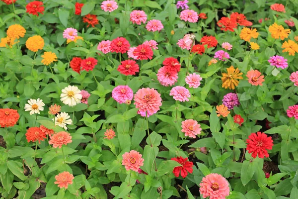 花园里五颜六色的津尼亚花 — 图库照片