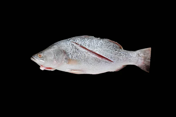 Pescado Pargo Blanco Fresco Aislado Sobre Fondo Negro — Foto de Stock