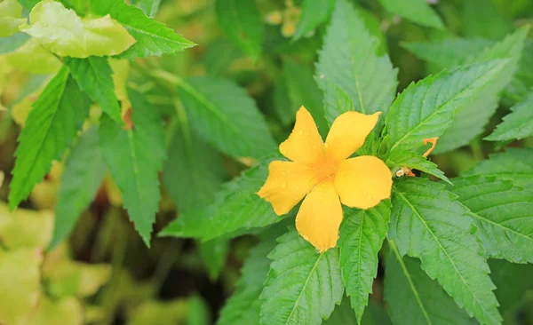 Eső Csepp Crossandra Barleria Strigosa Willd Narancs Virág — Stock Fotó