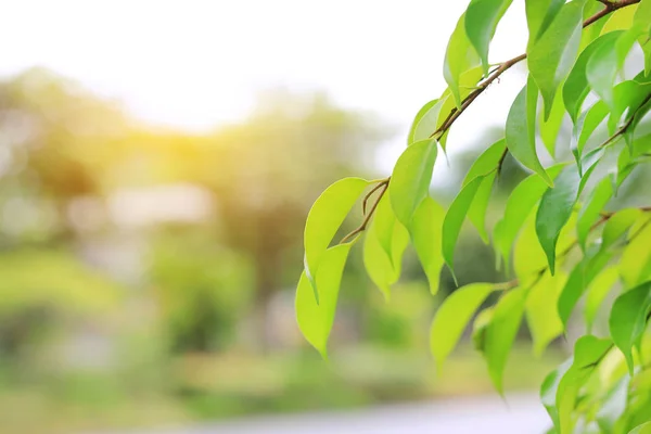 Folha Árvore Verde Fresca Fundo Desfocado Jardim Verão Com Raios — Fotografia de Stock