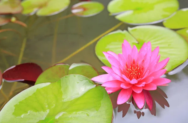 Gyönyörű Pink Lotus Flower Zár Megjelöl Tündérrózsa Levél Természetben — Stock Fotó