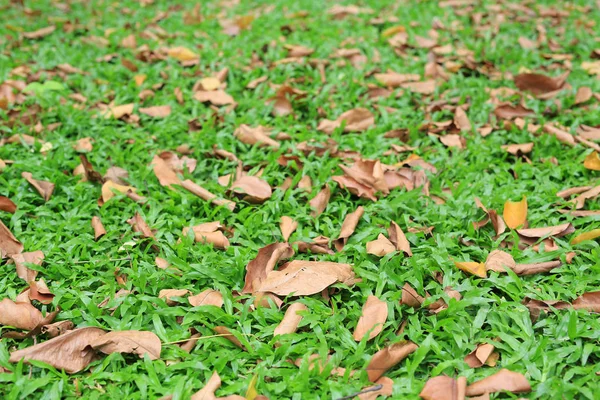 Autunno Foglie Secche Cadere Sul Campo Erba Verde — Foto Stock