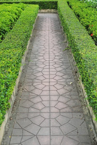 Sendero Parque Entre Hojas Verdes Cerca Pared Fondo — Foto de Stock