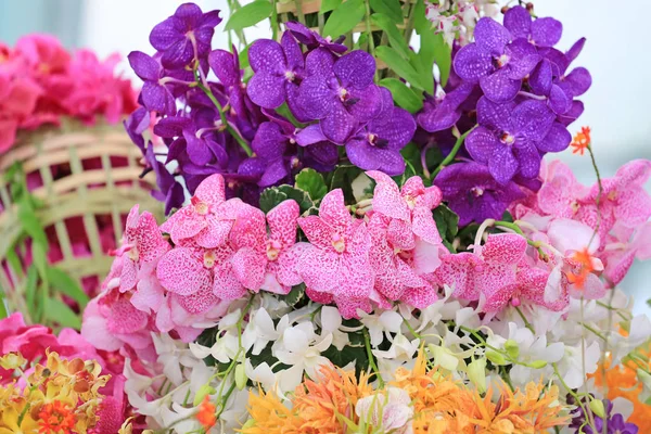 Een Mooie Orchideebloem Binnentuin — Stockfoto