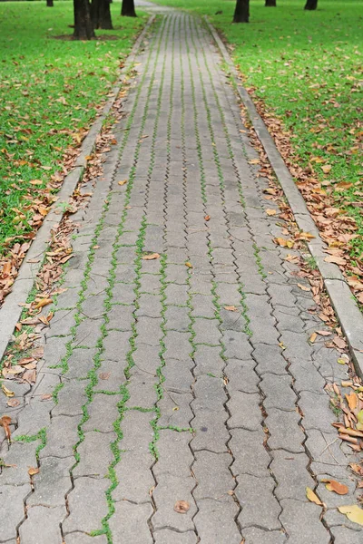 Sendero Parque Con Hojas Secas Otoño Fondo Hierba Verde — Foto de Stock