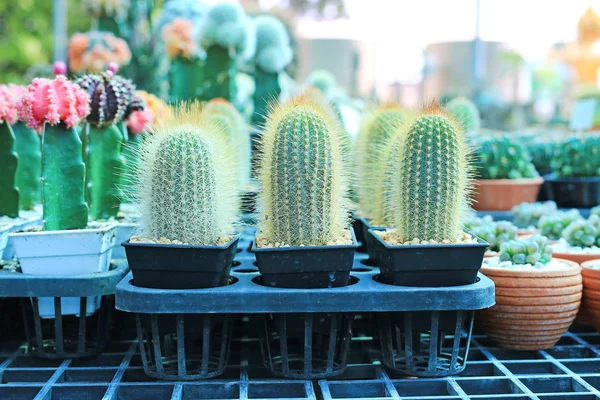 Cactus Serra Crescita — Foto Stock