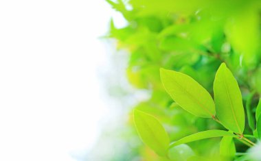 Yeşil ağaç yaprağına Park kopya alanı ve temiz desen ile arka plan bulanık. Yakın çekim doğa web tasarım veya duvar kağıdı olarak kullanılmak üzere alan bırakır.