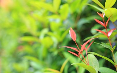 Genç yaprak yaz bahçesinde bulanık arka plan üzerinde ağaç. Yakın çekim doğa alanında bırakır