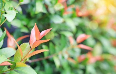 Genç yaprak yaz bahçesinde bulanık arka plan üzerinde ağaç. Yakın çekim doğa web tasarım veya duvar kağıdı olarak kullanılmak üzere alan bırakır.