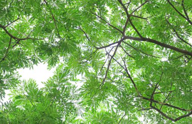 Ağaç yaprağı ve gökyüzü arka plan bahçe dallarında.