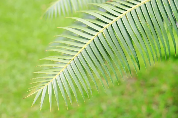 緑豊かな庭園に熱帯ソテツ ヤシ植物ガム手のひらや巨大な Dioon Dioon Spinulosum ダイアー の緑の葉します — ストック写真