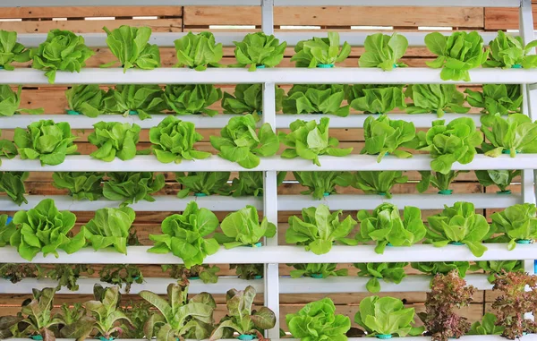 Hydroponic Plantaardige Geplant Binnen — Stockfoto