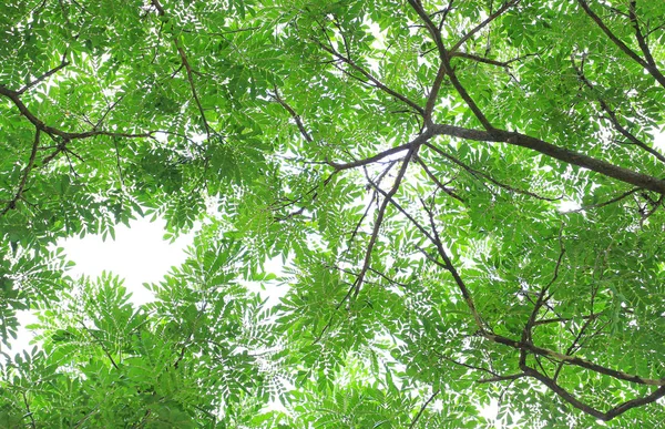 Ağaç yaprağı ve gökyüzü arka plan bahçe dallarında.