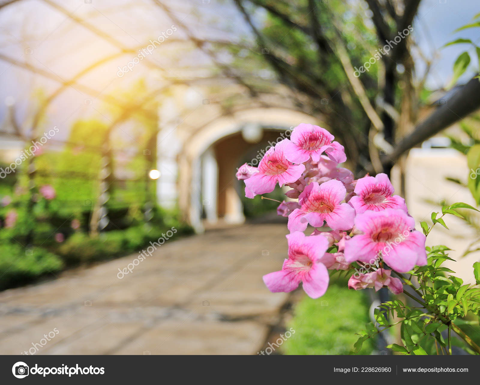 Fleurs Roses Zimbabwe Plante Grimpante Vigne Trompette Rouge