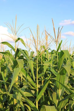 Genç olgunlaşma Mısır.