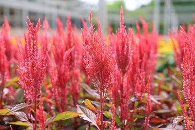 Celosia argentea L. cv. Plumosa çiçek bahçesinde.
