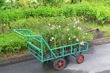 Bir çiçek yeşil park bahçe bitki. Küçük çiçek sepeti.