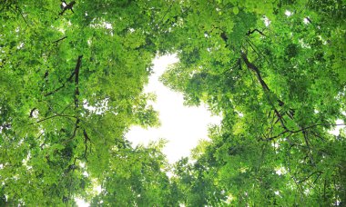Ağaç yaprak ve dal gökyüzü arka plan kopya alanı ile bahçesinde.