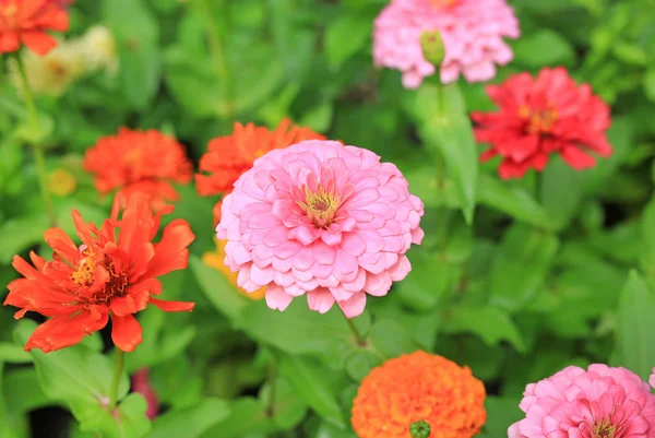 花园里的特写百日草花 — 图库照片