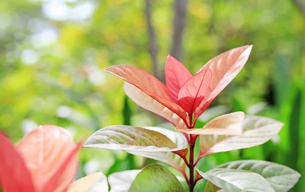 Foglia Albero Della Cecità Excoecaria Cochinchinensis — Foto Stock