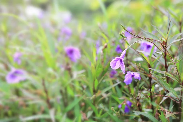 Fioletowy Kwiat Dzikiego Deszczem Upuść Ogrodzie — Zdjęcie stockowe