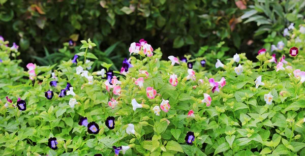 Colourful Pink Purple Wishbone Torenia Fournieri Flowers Blooming Garden — Stock Photo, Image