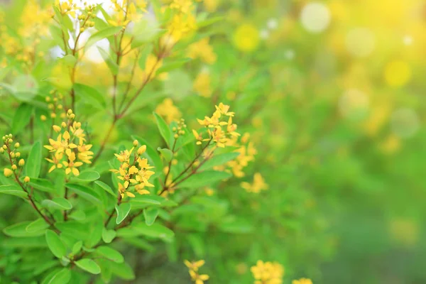 Pequena Flor Amarela Fundo Borrado Jardim Verão Close Folhas Natureza — Fotografia de Stock