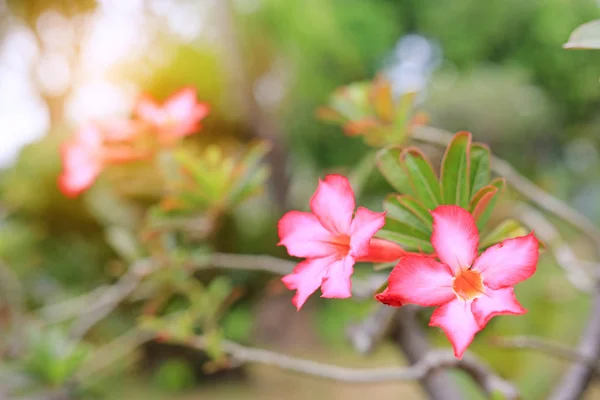 Розовые Цветы Азалии Летнем Саду Лучами Солнечного Света — стоковое фото