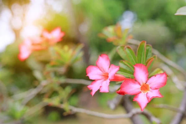 Rosa Azalea Blommor Sommarträdgård Med Strålar Solljus — Stockfoto