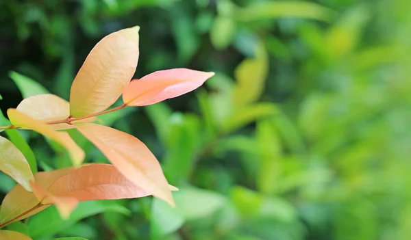 Junges Baumblatt Auf Verschwommenem Hintergrund Sommergarten — Stockfoto