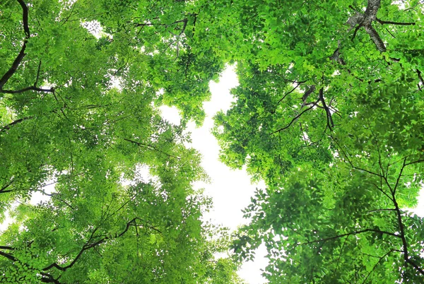 ツリーの葉と空の背景に対して庭の枝 — ストック写真