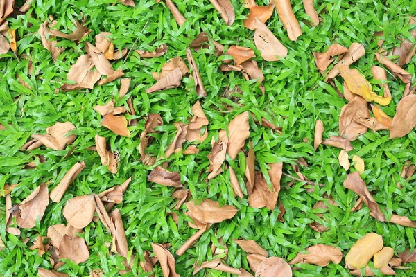 秋の乾燥した葉は 緑の芝生のフィールドに落ちる ビューの上 — ストック写真