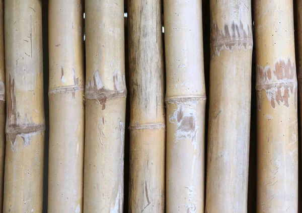 Närbild Vertikal Bambu Bakgrund — Stockfoto