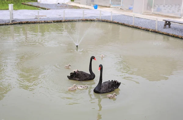 Grupo Cisnes Flotando Estanque — Foto de Stock