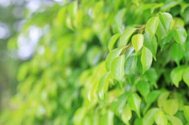 Yakın çekim doğa alanı web tasarım veya duvar kağıdı olarak kullanılmak üzere bırakır. Yumuşak odak.