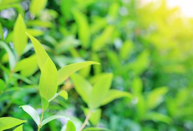 Yakın çekim doğa alanı web tasarım veya duvar kağıdı olarak kullanılmak üzere bırakır. Yumuşak odak.