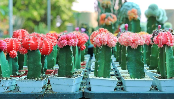 Cactus Colorato Serra Crescita — Foto Stock