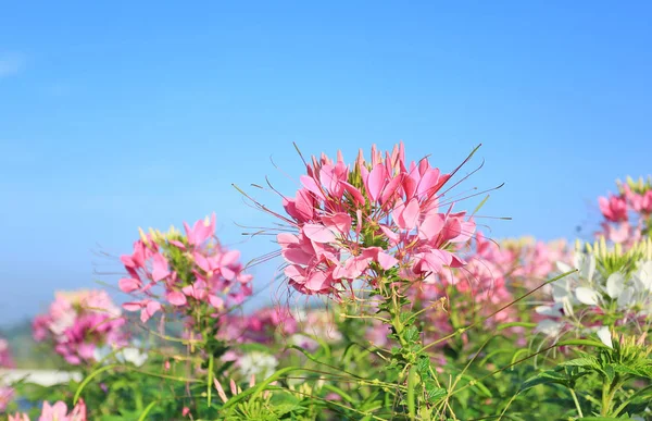 Beautiful pink and white Spider flower(Cleome spinosa) in the ...