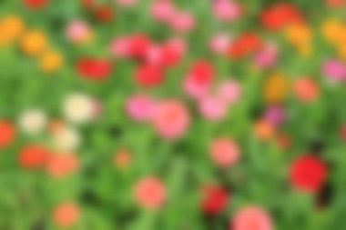 Renkli çiçek yeşil yaprakları arka plan görüntüsünü bulanıklık