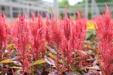 Celosia argentea L. cv. Plumosa çiçek bahçesinde.