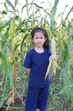Küçük çiftçi hasat taze mısır tarım bir çiftlikte.