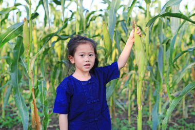 Küçük çiftçi hasat taze mısır tarım bir çiftlikte.