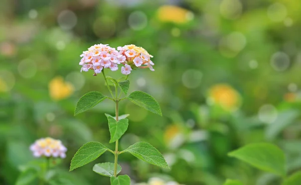 Lantana Camara Flowers Green Garden Bokeh Background — Stock Photo, Image