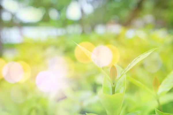 Folha Árvore Verde Fundo Borrado Parque Com Bokeh Luz Solar — Fotografia de Stock