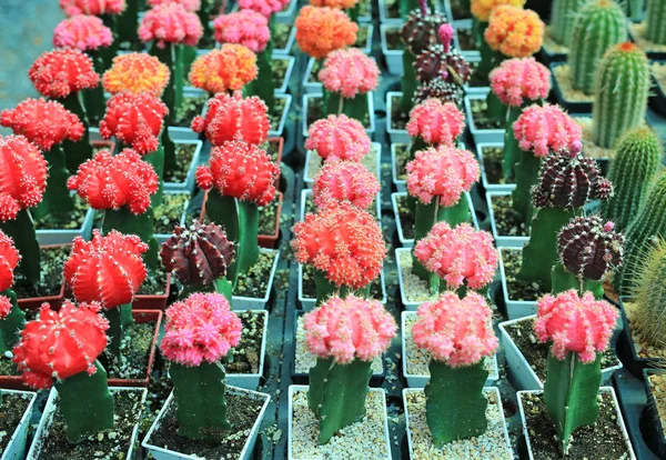 Cactus Colorato Serra Crescita — Foto Stock
