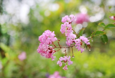 Lagerstroemia speciosa veya Hindistan Bang lang çiçek.