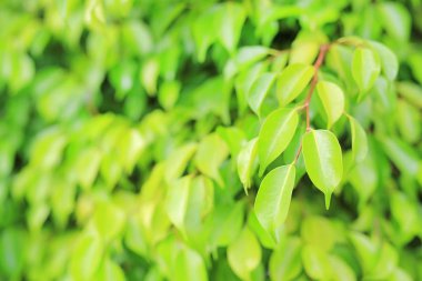 Yeşil ağaç yaprağına parkta temiz desenli arka plan bulanık. Yakın çekim doğa web tasarım veya duvar kağıdı olarak kullanılmak üzere alan bırakır.