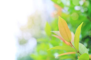 Taze yeşil ağaç yaprağı üzerinde güneş ışınları ile yaz bahçesinde arka plan bulanık. Yakın çekim doğa web tasarım veya duvar kağıdı olarak kullanılmak üzere alan bırakır.