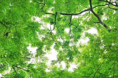 Ağaç yaprağı ve gökyüzü arka plan bahçe dallarında.