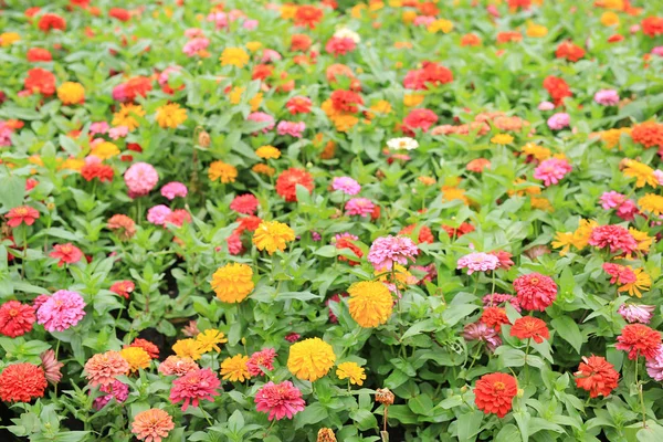 Kleurrijke Van Zinnia Bloemen Tuin — Stockfoto